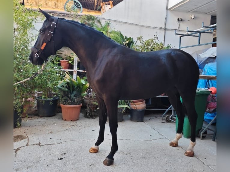 Sportivo Spagnolo / Sportivo della Spagna Giumenta 4 Anni 165 cm Morello in Villanueva De La Concepcion