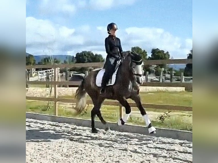 Sportivo Spagnolo / Sportivo della Spagna Giumenta 4 Anni 167 cm Grigio pezzato in Sevilla