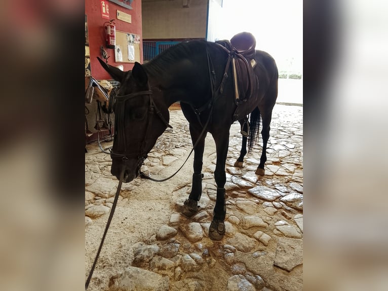 Sportivo Spagnolo / Sportivo della Spagna Giumenta 4 Anni 170 cm Baio scuro in Granada
