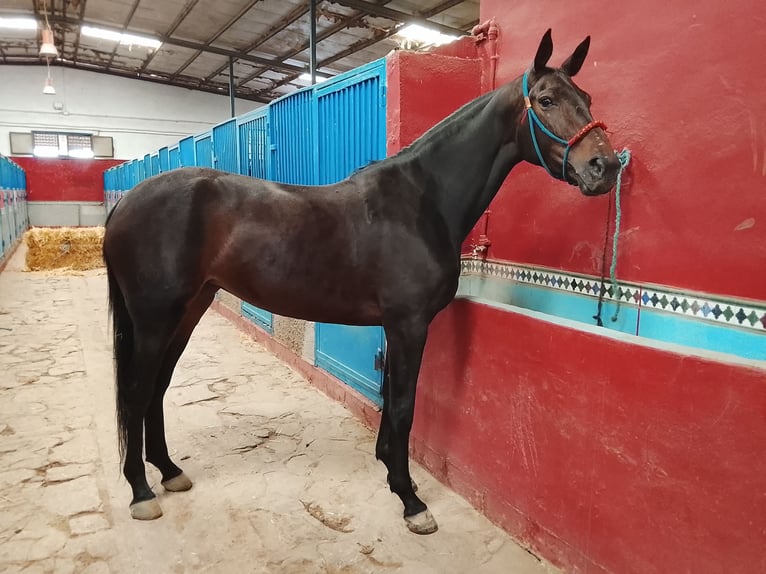 Sportivo Spagnolo / Sportivo della Spagna Giumenta 4 Anni 170 cm Baio scuro in Granada