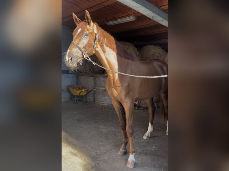 Sportivo Spagnolo / Sportivo della Spagna Giumenta 4 Anni 180 cm Sauro in Taramuño (San Vicente De Vigo-Carral)