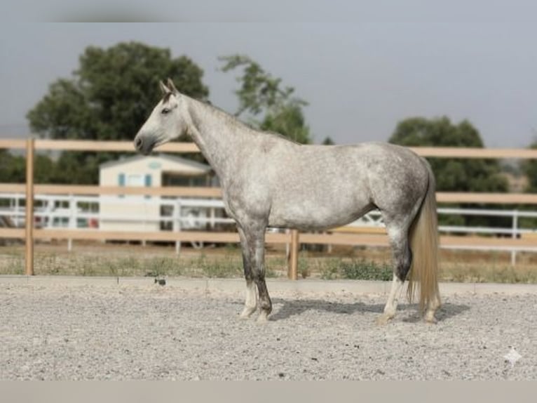 Sportivo Spagnolo / Sportivo della Spagna Giumenta 5 Anni 168 cm Grigio in colmenar viejo