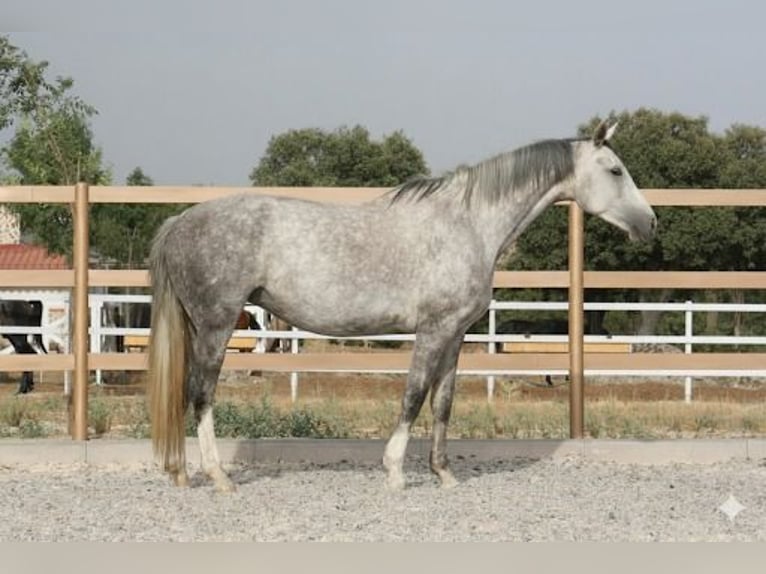 Sportivo Spagnolo / Sportivo della Spagna Giumenta 5 Anni 168 cm Grigio in colmenar viejo