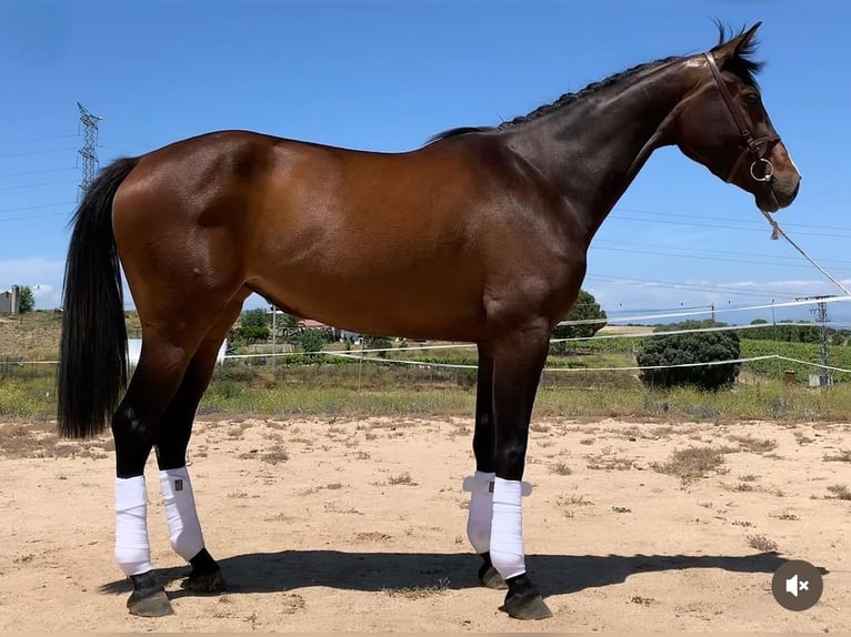 Sportivo Spagnolo / Sportivo della Spagna Giumenta 5 Anni 180 cm Baio in Donostia-San Sebastian