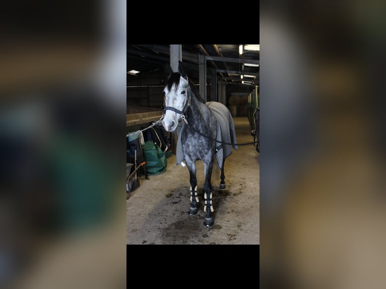 Sportivo Spagnolo / Sportivo della Spagna Giumenta 6 Anni 158 cm Può diventare grigio in Delingsdorf