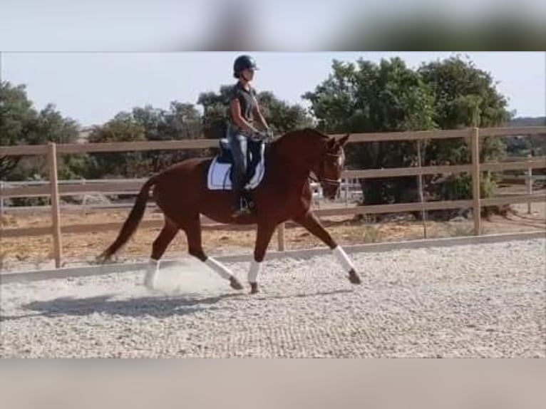 Sportivo Spagnolo / Sportivo della Spagna Giumenta 6 Anni 174 cm  in COLMENAR VIEJO