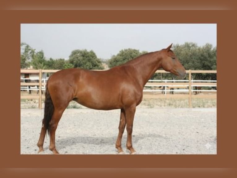 Sportivo Spagnolo / Sportivo della Spagna Giumenta 6 Anni 174 cm  in COLMENAR VIEJO