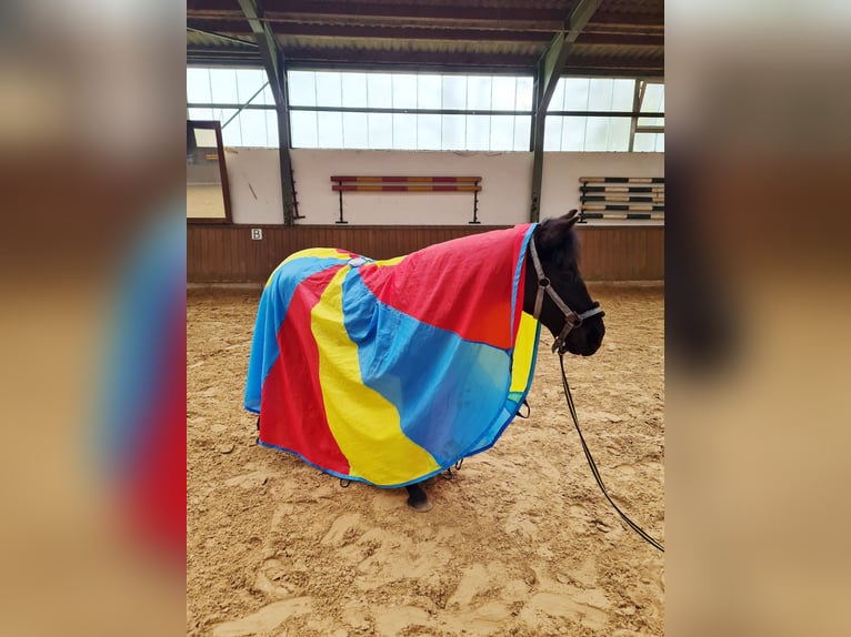 Sportivo Spagnolo / Sportivo della Spagna Giumenta 7 Anni 135 cm Morello in Rheine