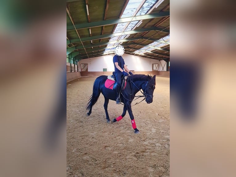 Sportivo Spagnolo / Sportivo della Spagna Giumenta 7 Anni 135 cm Morello in Rheine