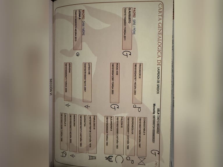 Sportivo Spagnolo / Sportivo della Spagna Giumenta 7 Anni 160 cm Baio scuro in Sprockhövel Sportivo Spagnolo / Sportivo della Spagna Giumenta 7 Anni 160 cm Baio scuro in Sprockhövel
