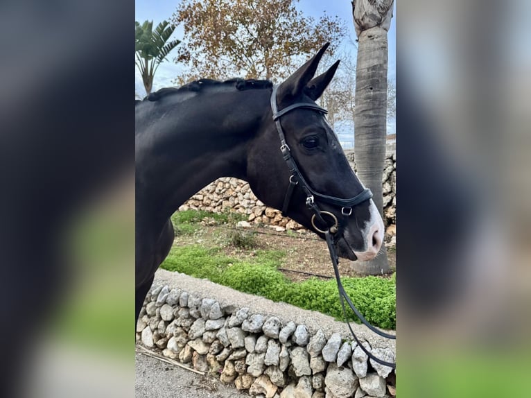 Sportivo Spagnolo / Sportivo della Spagna Giumenta 7 Anni 167 cm Morello in Ciutadella De Menorca