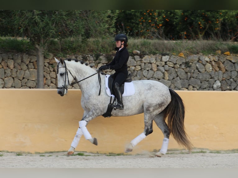 Sportivo Spagnolo / Sportivo della Spagna Giumenta 7 Anni 169 cm Grigio in Xabia/Javea