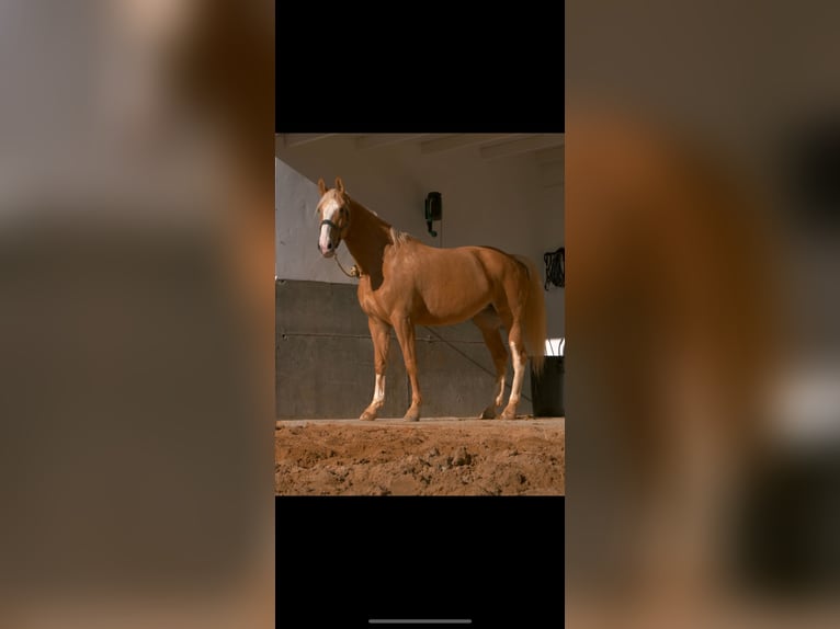 Sportivo Spagnolo / Sportivo della Spagna Giumenta 7 Anni 172 cm Palomino in Velilla