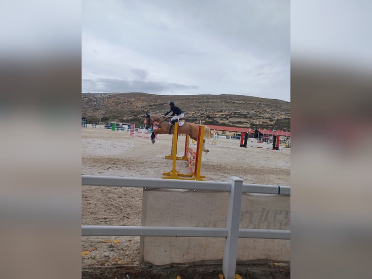 Sportivo Spagnolo / Sportivo della Spagna Giumenta 7 Anni 172 cm Palomino in Velilla