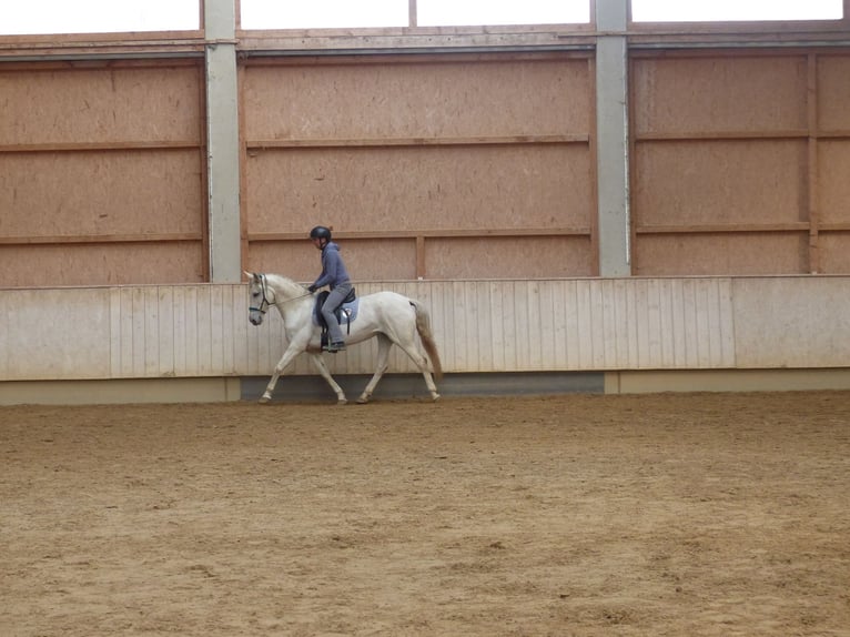 Sportivo Spagnolo / Sportivo della Spagna Mix Giumenta 8 Anni 155 cm Grigio ferro in Rot an der Rot