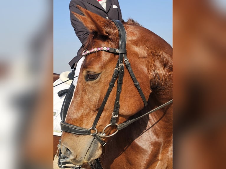 Sportivo Spagnolo / Sportivo della Spagna Giumenta 8 Anni 160 cm Sauro in Albaida