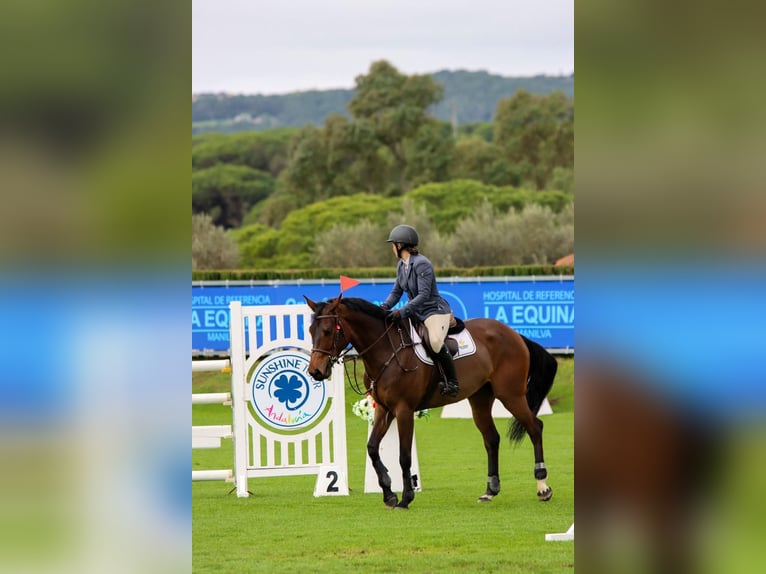 Sportivo Spagnolo / Sportivo della Spagna Giumenta 8 Anni 168 cm Baio in Gijon