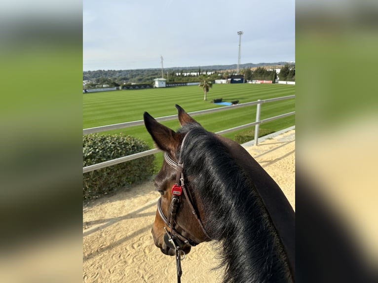 Sportivo Spagnolo / Sportivo della Spagna Giumenta 8 Anni 168 cm Baio in Gijon