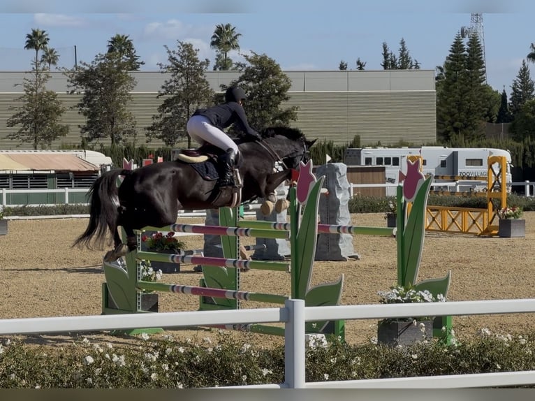 Sportivo Spagnolo / Sportivo della Spagna Giumenta 8 Anni 173 cm Morello in Bunyola