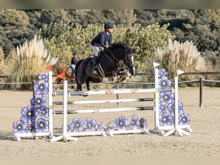 Sportivo Spagnolo / Sportivo della Spagna Giumenta 8 Anni 173 cm Morello in Bunyola