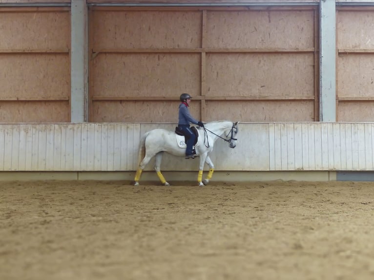 Sportivo Spagnolo / Sportivo della Spagna Mix Giumenta 9 Anni 155 cm Grigio ferro in Rot an der Rot