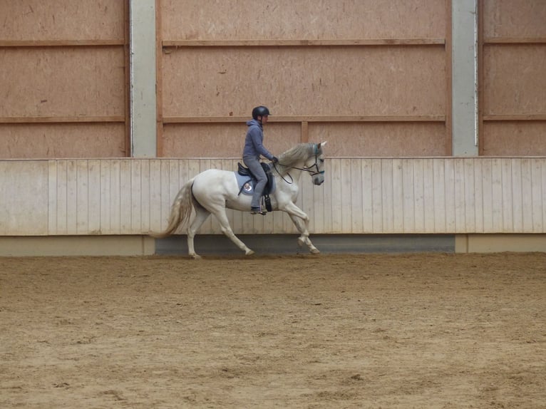 Sportivo Spagnolo / Sportivo della Spagna Mix Giumenta 9 Anni 155 cm Grigio ferro in Rot an der Rot