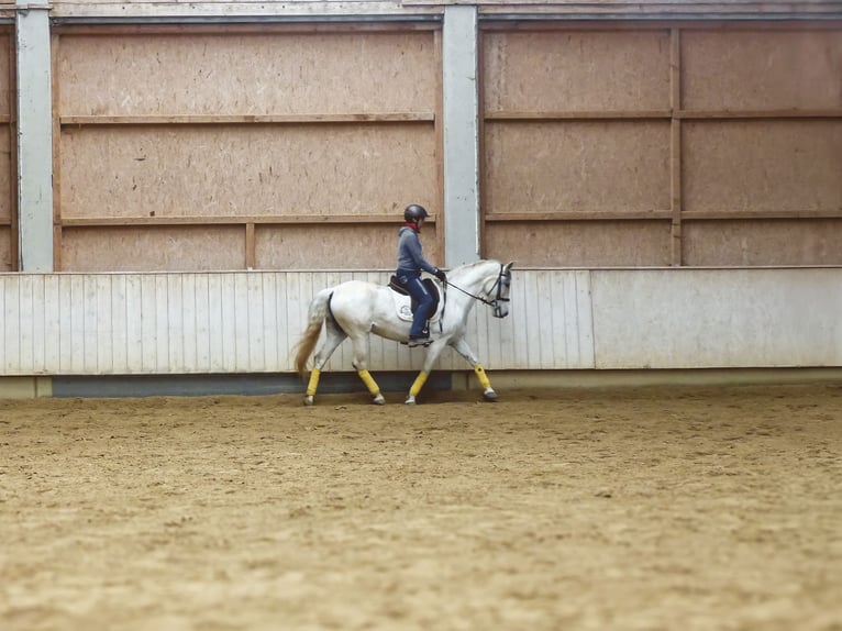 Sportivo Spagnolo / Sportivo della Spagna Mix Giumenta 9 Anni 155 cm Grigio ferro in Rot an der Rot