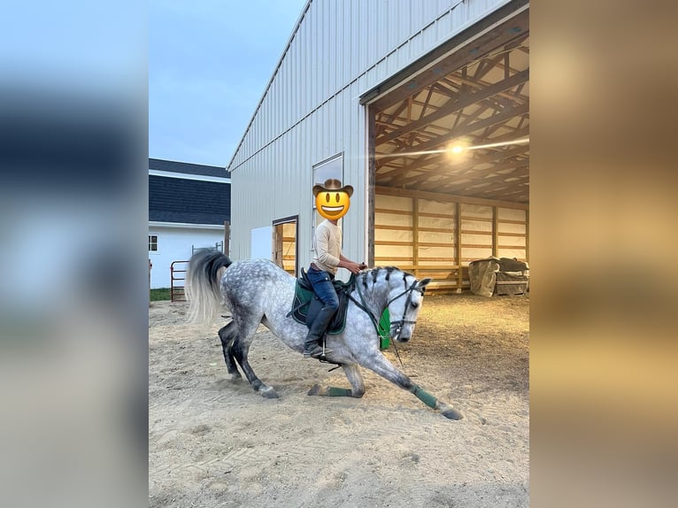 Sportivo Spagnolo / Sportivo della Spagna Giumenta 9 Anni 155 cm Può diventare grigio in Laurel, MD