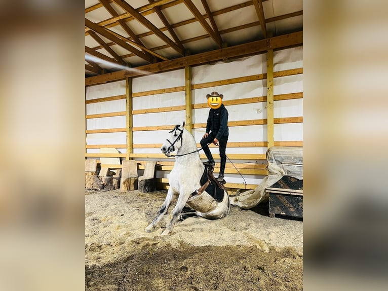 Sportivo Spagnolo / Sportivo della Spagna Giumenta 9 Anni 155 cm Può diventare grigio in Laurel, MD