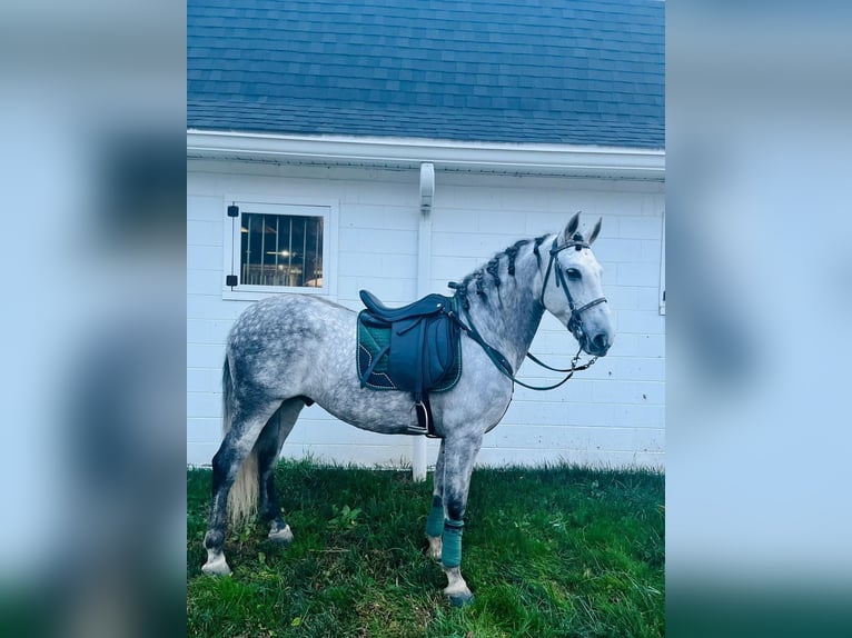 Sportivo Spagnolo / Sportivo della Spagna Giumenta 9 Anni 155 cm Può diventare grigio in Laurel, MD