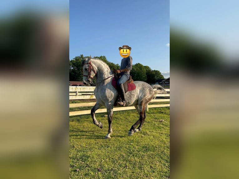 Sportivo Spagnolo / Sportivo della Spagna Giumenta 9 Anni 155 cm Può diventare grigio in Laurel, MD
