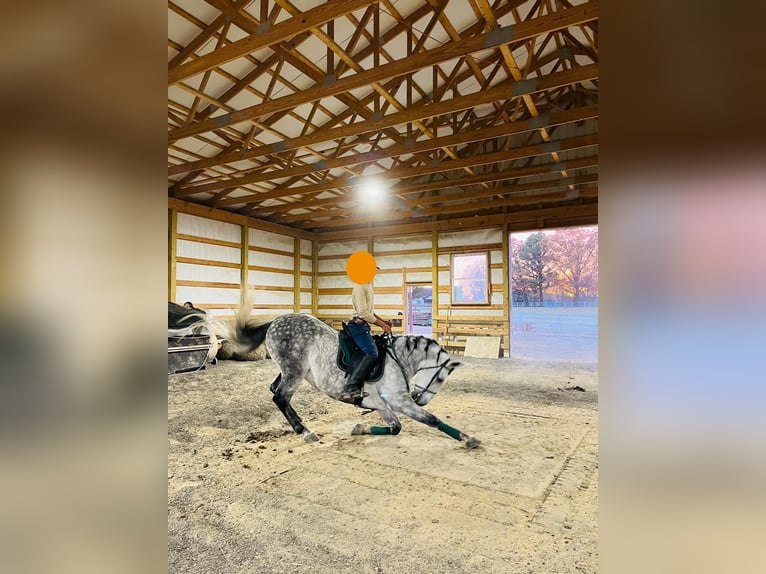 Sportivo Spagnolo / Sportivo della Spagna Giumenta 9 Anni 155 cm Può diventare grigio in Laurel, MD