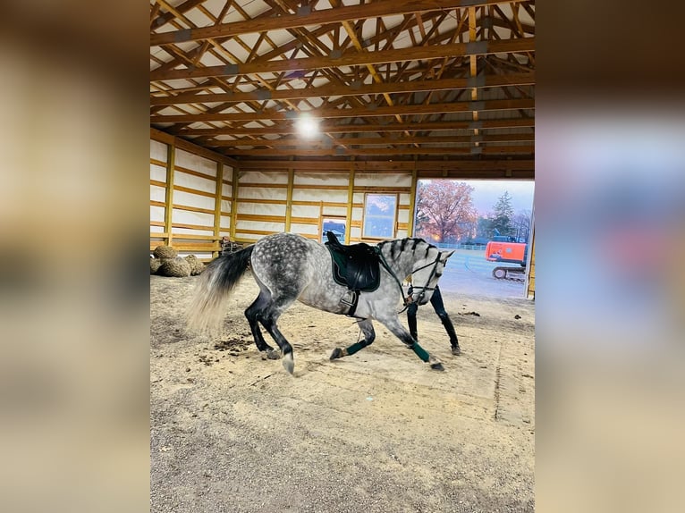 Sportivo Spagnolo / Sportivo della Spagna Giumenta 9 Anni 155 cm Può diventare grigio in Laurel, MD