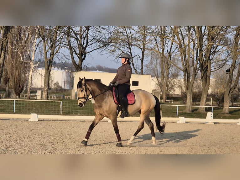 Sportivo Spagnolo / Sportivo della Spagna Giumenta 9 Anni 158 cm Pelle di daino in Gera