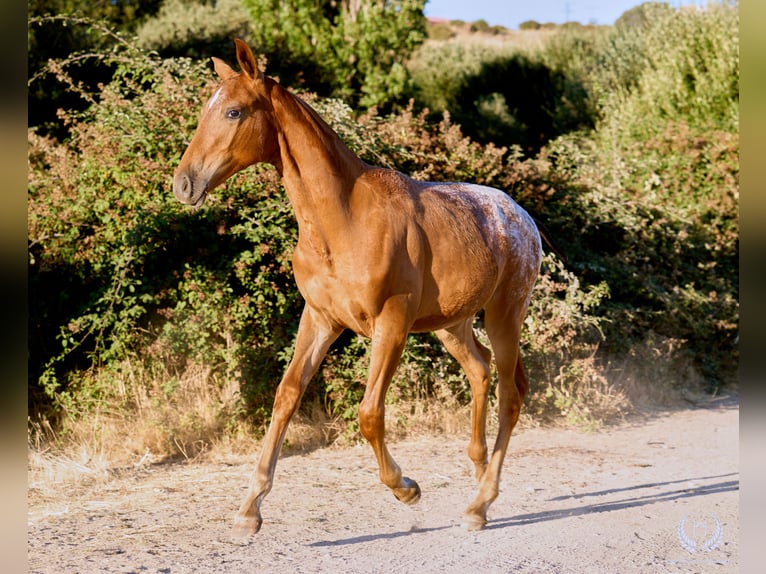 Sportivo Spagnolo / Sportivo della Spagna Giumenta Puledri (03/2026) Leopard in Navalperal De Pinares