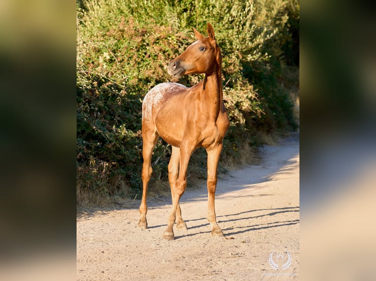 Sportivo Spagnolo / Sportivo della Spagna Giumenta Puledri (03/2026) Leopard in Navalperal De Pinares