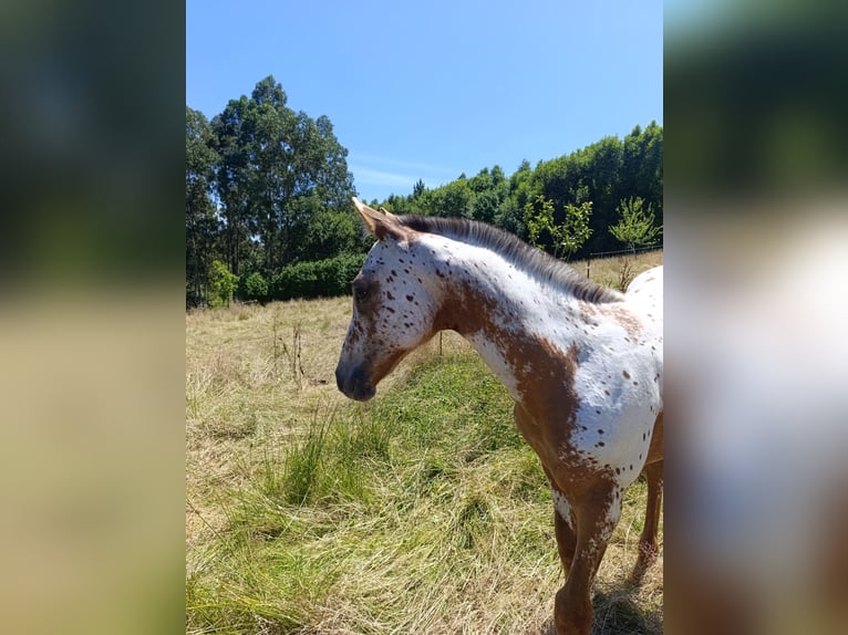 Sportivo Spagnolo / Sportivo della Spagna Giumenta Puledri (04/2025) Leopard in Cudillero