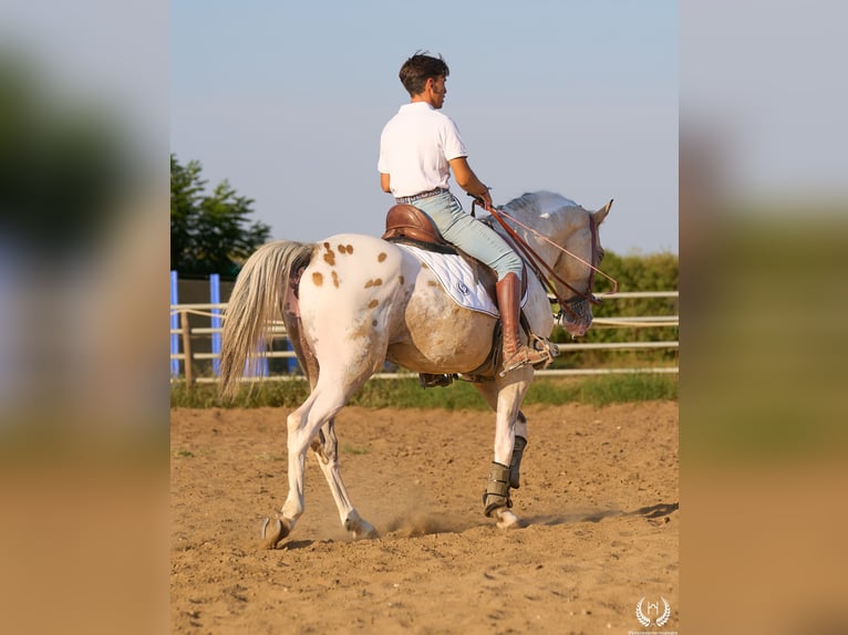 Sportivo Spagnolo / Sportivo della Spagna Stallone 10 Anni Leopard in Navalperal De Pinares