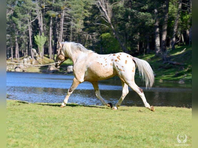 Sportivo Spagnolo / Sportivo della Spagna Stallone 10 Anni Leopard in Navalperal De Pinares