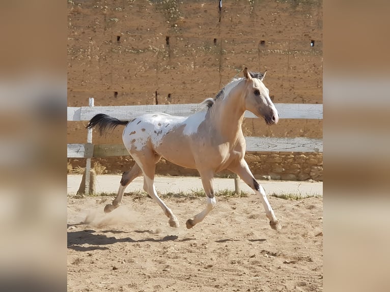 Sportivo Spagnolo / Sportivo della Spagna Stallone 10 Anni Leopard in Navalperal De Pinares