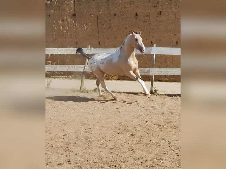 Sportivo Spagnolo / Sportivo della Spagna Stallone 10 Anni Leopard in Navalperal De Pinares