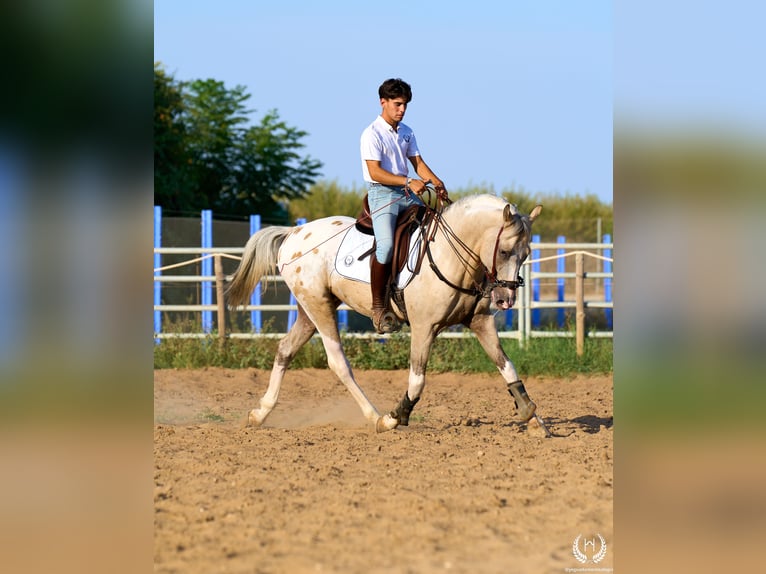 Sportivo Spagnolo / Sportivo della Spagna Stallone 10 Anni Leopard in Navalperal De Pinares