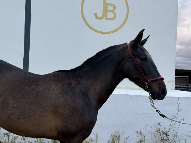 Sportivo Spagnolo / Sportivo della Spagna Stallone 1 Anno 150 cm Morello in Zafra