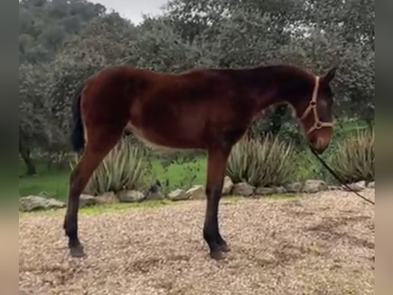Sportivo Spagnolo / Sportivo della Spagna Mix Stallone 1 Anno 165 cm Baio in Córdoba