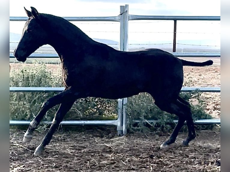 Sportivo Spagnolo / Sportivo della Spagna Stallone 1 Anno 165 cm Morello in Bienvenida