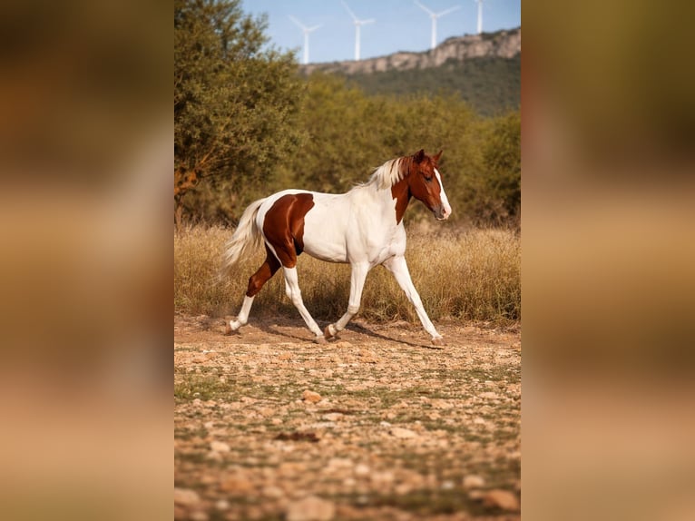 Sportivo Spagnolo / Sportivo della Spagna Stallone 1 Anno Pezzato in Albacete