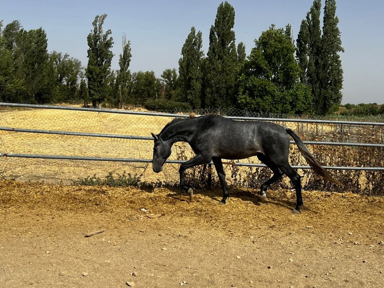 Sportivo Spagnolo / Sportivo della Spagna Stallone 2 Anni 165 cm Grigio in Madrid