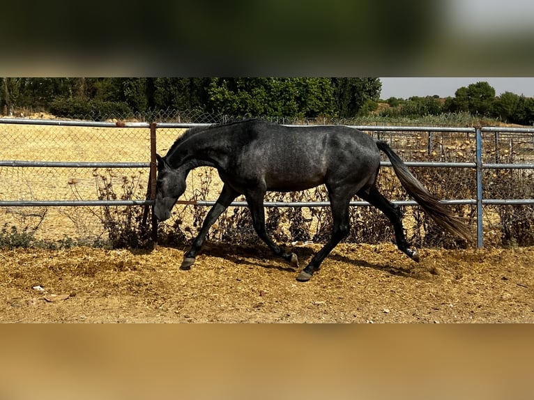Sportivo Spagnolo / Sportivo della Spagna Stallone 2 Anni 165 cm Grigio in Madrid