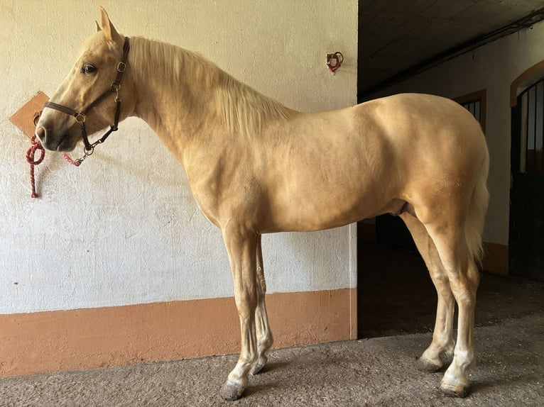 Sportivo Spagnolo / Sportivo della Spagna Stallone 2 Anni Palomino in Eyragues
