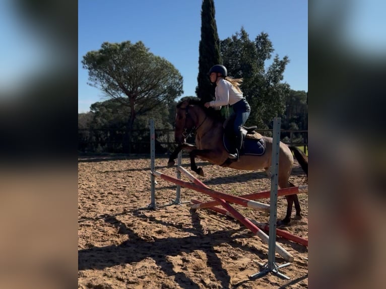 Sportivo Spagnolo / Sportivo della Spagna Stallone 3 Anni 146 cm Pearl in Girona